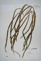 長葉鳳尾蕨藏品圖，第1張