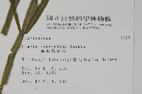 長葉鳳尾蕨藏品圖，第2張