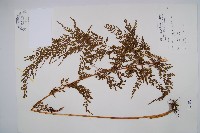 烏蕨藏品圖，第1張