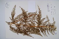 烏蕨藏品圖，第1張