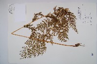 烏蕨藏品圖，第1張