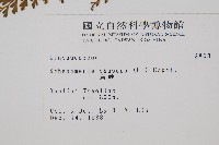 烏蕨藏品圖，第2張