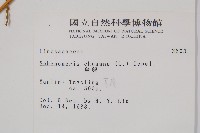 烏蕨藏品圖，第2張