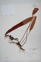 石葦藏品圖，第1張