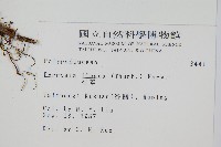 石葦藏品圖，第2張