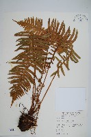 倒葉瘤足蕨藏品圖，第1張