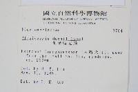 倒葉瘤足蕨藏品圖，第2張