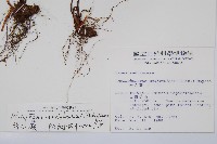 岩穴蕨藏品圖，第2張