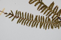 岩穴蕨藏品圖，第4張