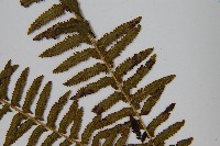 岩穴蕨藏品圖，第5張