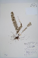 岩穴蕨藏品圖，第1張