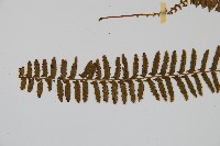 岩穴蕨藏品圖，第4張