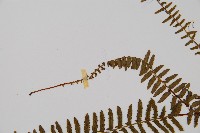 岩穴蕨藏品圖，第5張