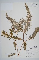 芒萁藏品圖，第1張