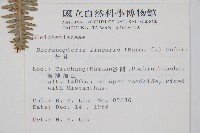 芒萁藏品圖，第2張