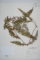 芒萁藏品圖，第1張