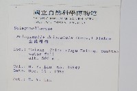 全緣卷柏藏品圖，第2張