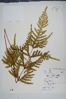 疏羽半邊旗藏品圖，第1張