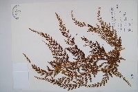 烏蕨藏品圖，第1張