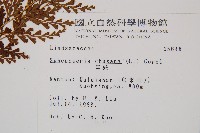 烏蕨藏品圖，第2張