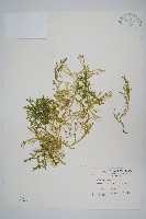 日本卷柏藏品圖，第1張