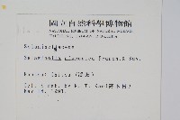 日本卷柏藏品圖，第2張