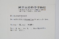 日本卷柏藏品圖，第2張