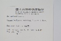 日本卷柏藏品圖，第2張