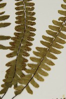 生芽鐵角蕨藏品圖，第3張