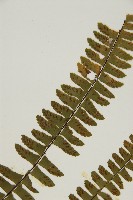 生芽鐵角蕨藏品圖，第4張