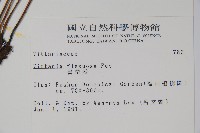 書帶蕨藏品圖，第2張