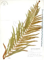 鐵毛蕨、毛蕨藏品圖，第1張