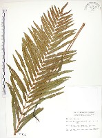 鐵毛蕨、毛蕨藏品圖，第1張