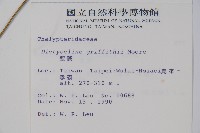 聖蕨藏品圖，第2張