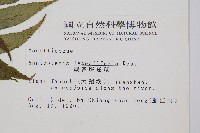 觀音座蓮藏品圖，第2張