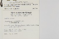 大黑柄鐵角蕨、黃鱗鐵角蕨、大羽鐵角蕨藏品圖，第2張