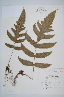 網脈雙蓋蕨藏品圖，第1張