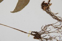 網脈雙蓋蕨藏品圖，第3張