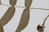 網脈雙蓋蕨藏品圖，第4張