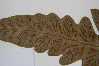 網脈雙蓋蕨藏品圖，第5張