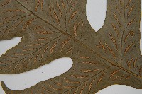 網脈雙蓋蕨藏品圖，第6張