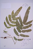 腸蕨藏品圖，第1張