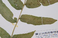 腸蕨藏品圖，第3張