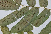 腸蕨藏品圖，第4張