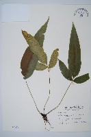 細柄雙蓋蕨藏品圖，第1張