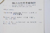 細柄雙蓋蕨藏品圖，第2張