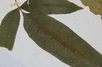 細柄雙蓋蕨藏品圖，第3張