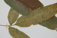 細柄雙蓋蕨藏品圖，第4張