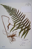 虎克氏鱗蓋蕨藏品圖，第1張