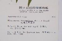 虎克氏鱗蓋蕨藏品圖，第2張